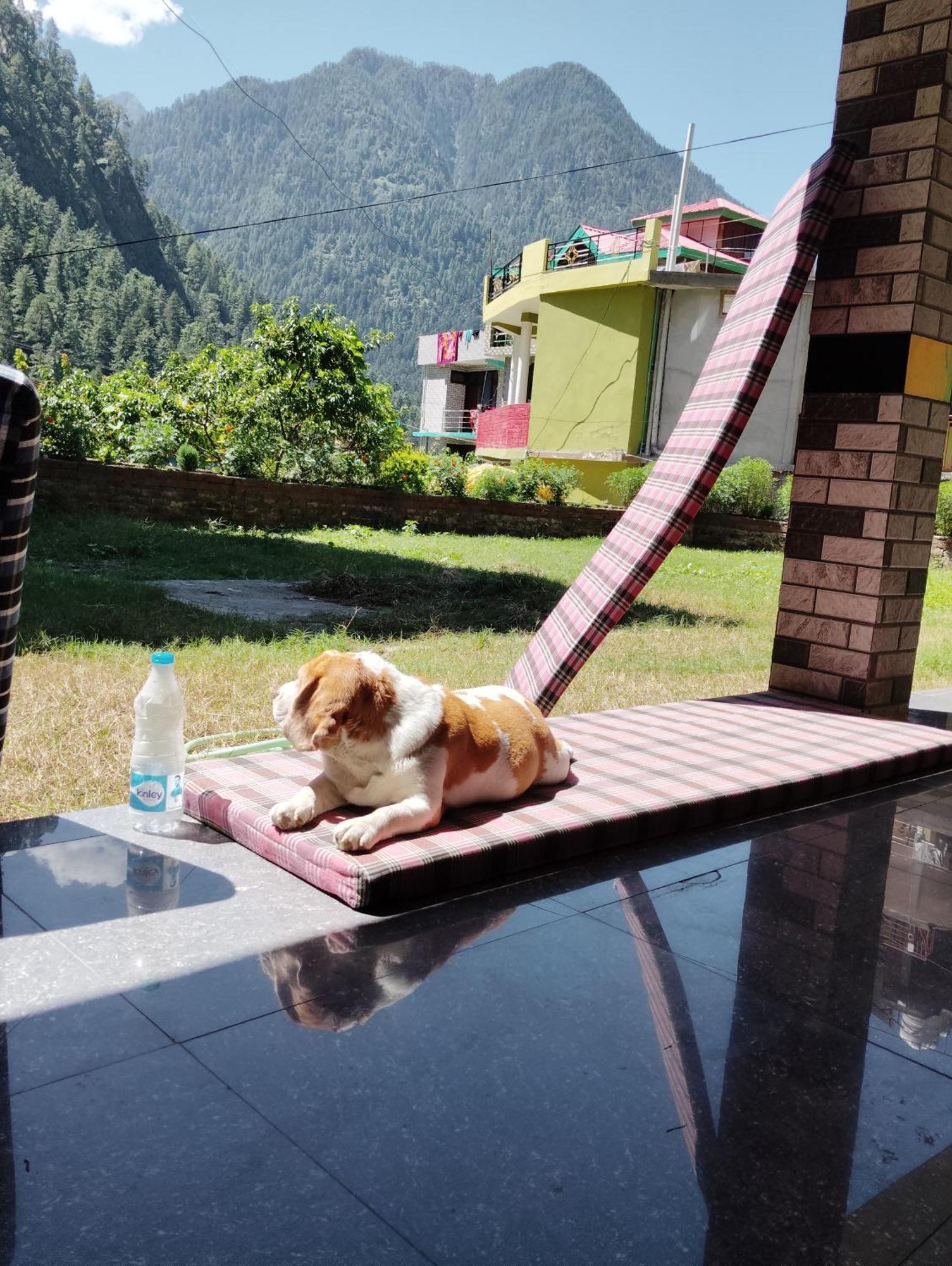 Dog N Hill Hotel Kasol Ngoại thất bức ảnh