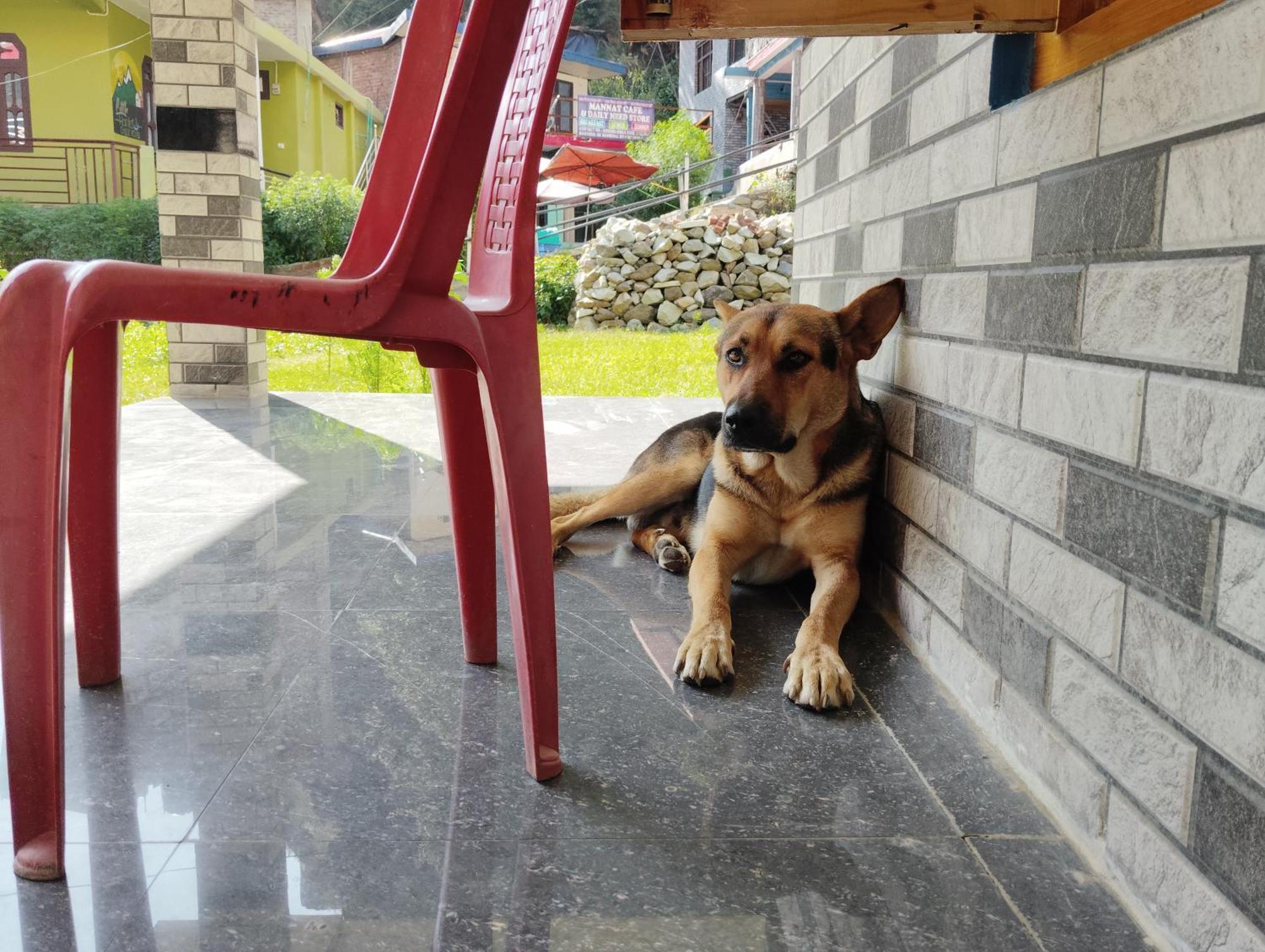 Dog N Hill Hotel Kasol Ngoại thất bức ảnh