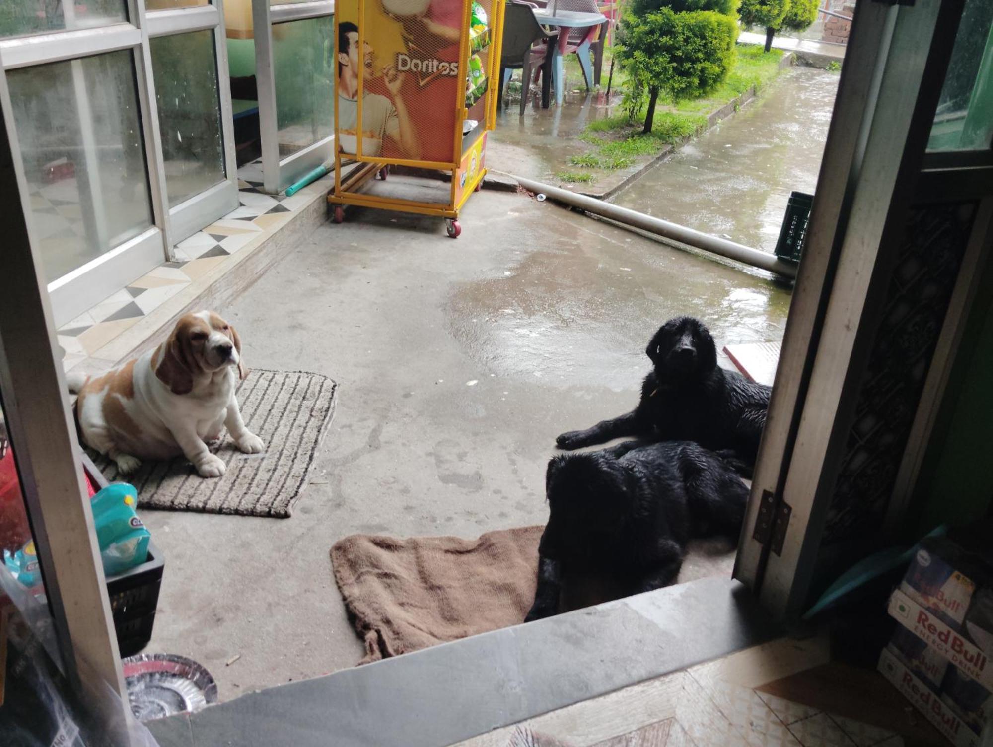 Dog N Hill Hotel Kasol Ngoại thất bức ảnh